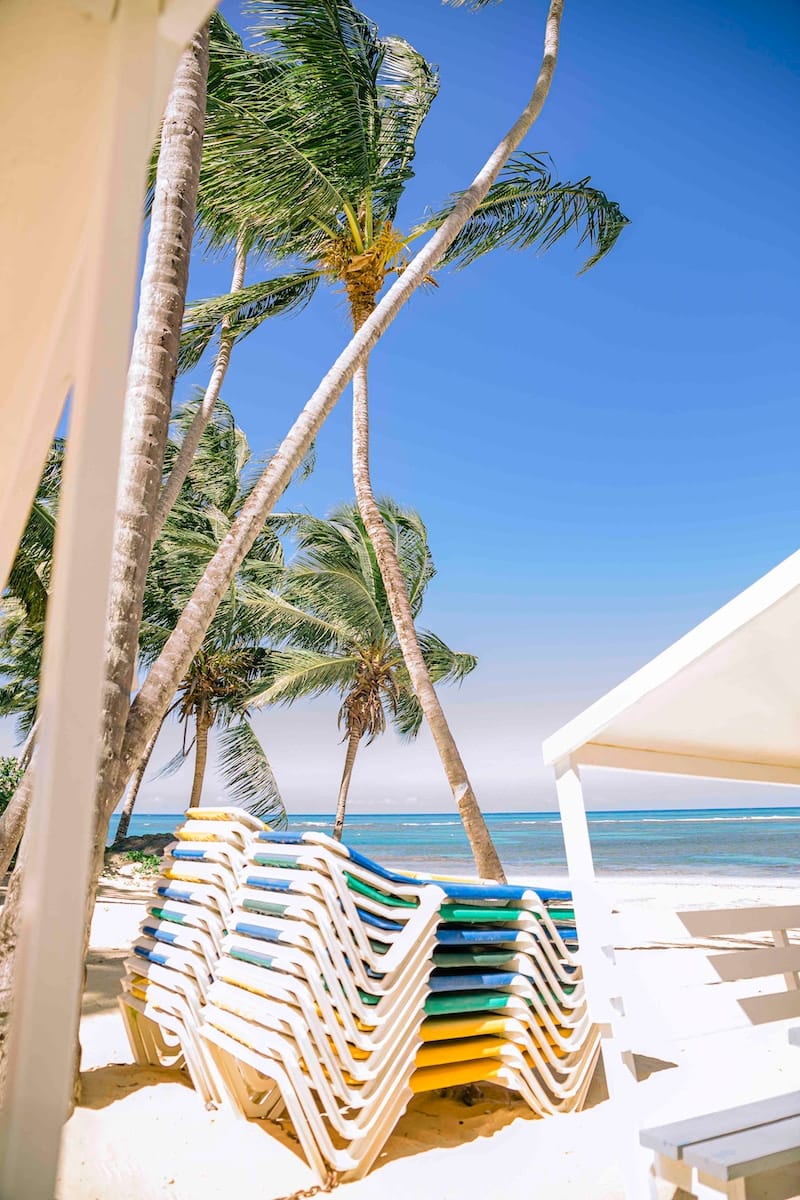 palm tree near white wooden lounge chairs